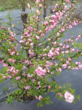 image (1)86